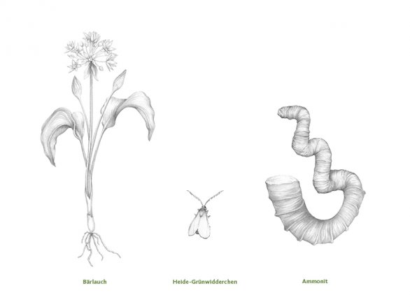 Grün, Grün, Grün (BE12), Verschiedene Illustrationen